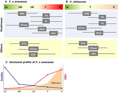 Molecular Events Occurring During Softening of Strawberry Fruit